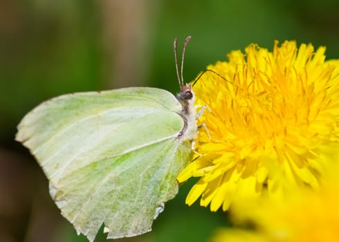 butterfly on a dandelion, macro