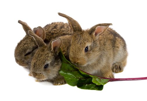 close-up tree little rabbits eating the leaf of red beet, isolated on white