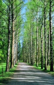 Birch alley in Spring day