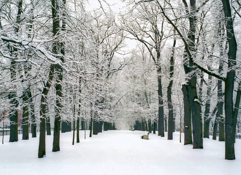 Snow covered central part of avenue