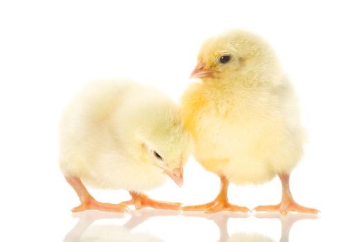 two small yellow chicks, isolated on white