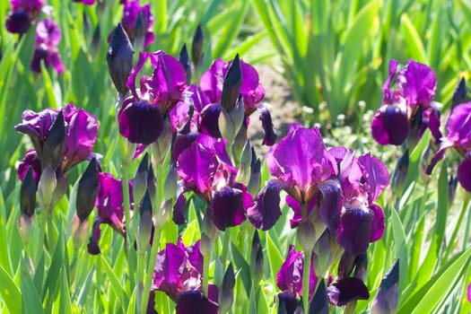 close-up violet irises on field