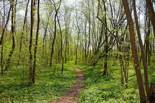 trail in Spring Park