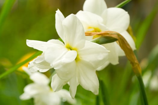 close-up white narcissus on green background