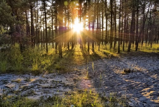 Summer forest, sun