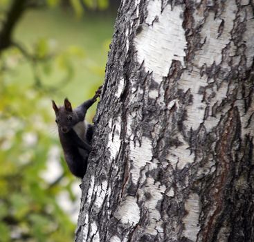 Image European squirrel on the birch