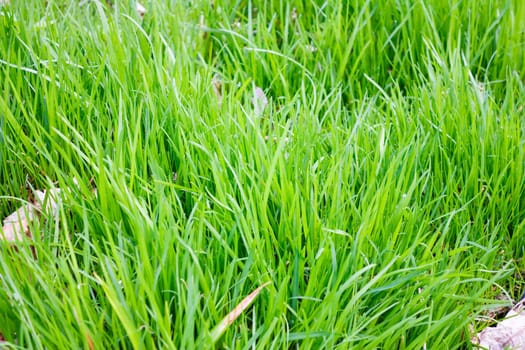 young spring grass