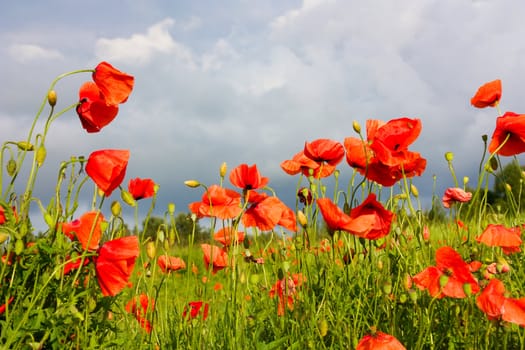 poppies on the field