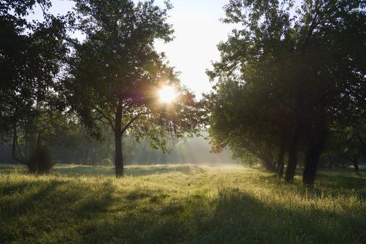 Dawn in the apple garden of Eden