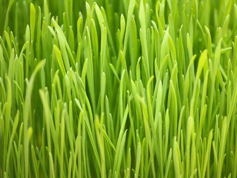 young spring grass