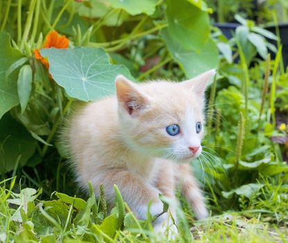 little kitten in the grass