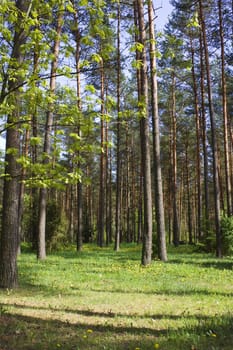spring pinewood