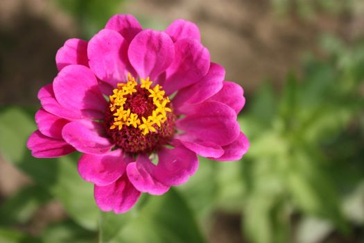 Colorful zinnia flower isolated against the softly muted shades of the other flowers in the garden