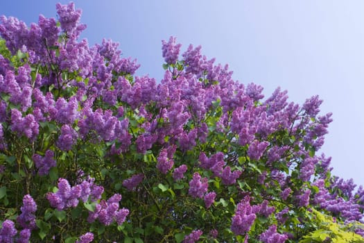lilac on a background of blue skies