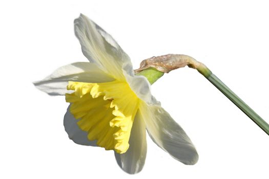 Daffodil Flower Isolated on a white background petal colours white and yellow