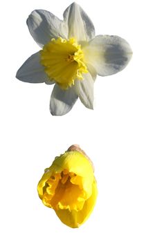Daffodil Flower heads Isolated on a white background petal colours white and yellow