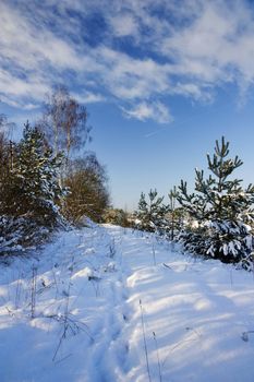 winter landscape