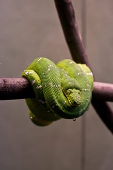 Striking green snake coiled up on a branch
