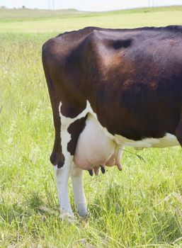 cow udder