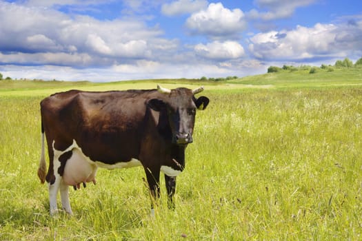 cow on the meadow