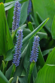 Flowers in a reservoir
