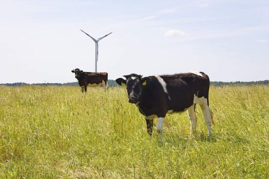 cow on the field, wind generators
