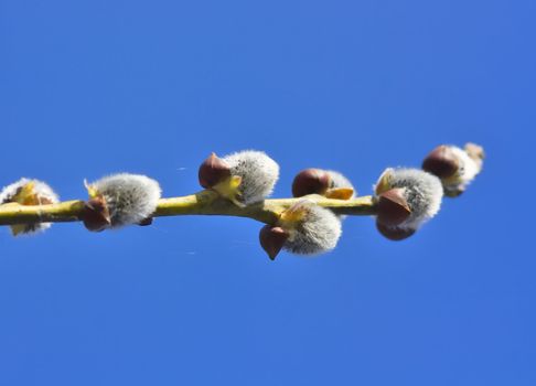 Easter willow