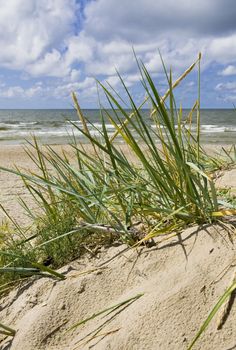 Sea grass on sand dune of pretty tropical beach