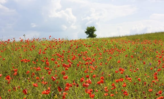 field of red poppies