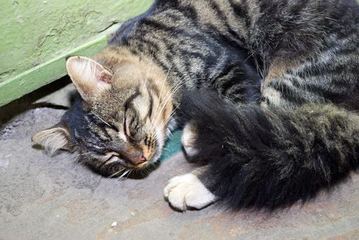 Vagrant sleeping cat.