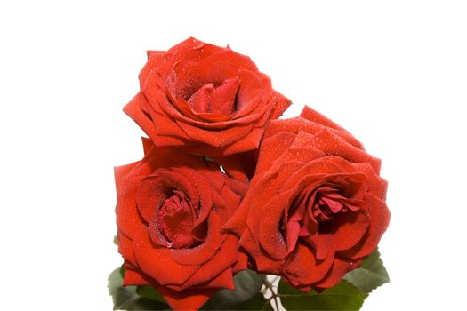 Three beautiful red roses with water drops isolated on white