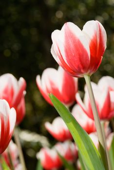 Beautiful red tulip in garden in spring.