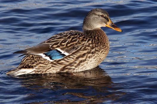 Shot of the wild duck - mallard