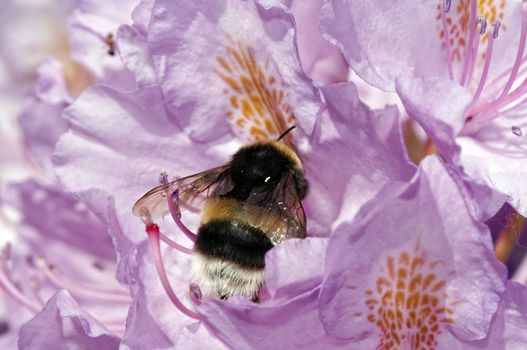 Close-up of the humble bee in the bloom of rhododendron