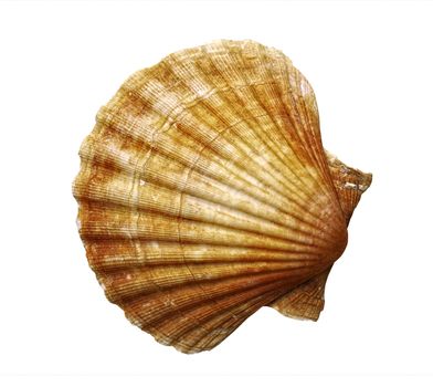 Detail of the sea shell - fan shell