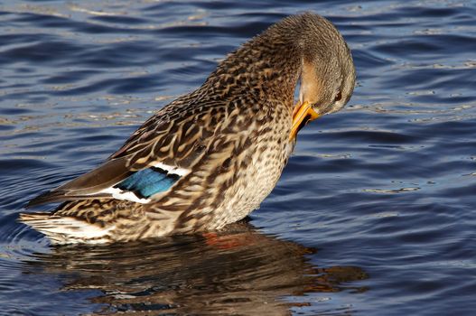 Shot of the wild duck - mallard