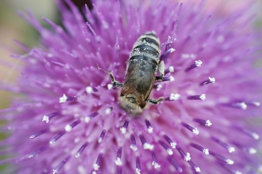 Detail (close-up) of the honeybee with antheral dust