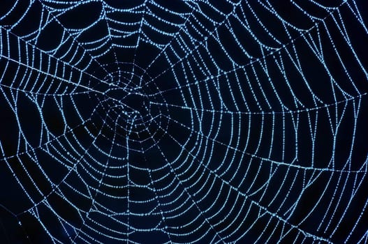 Close-up of the spider web with glistening dewdrops