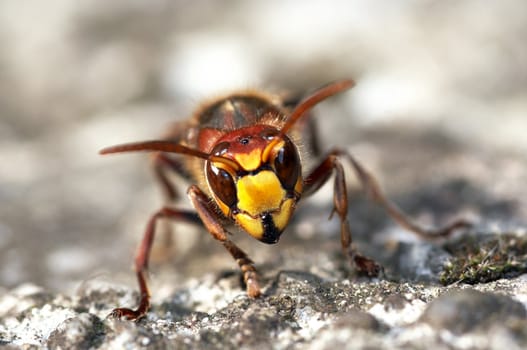 Close-up (macro) of the giant hornet