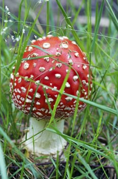 Detail of the fly poison amanita - poisonous mushroom