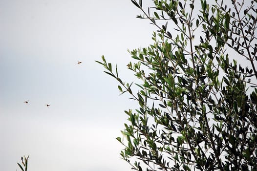 abejas en un olovo