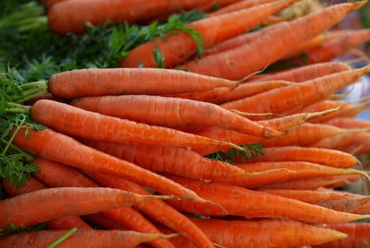 Autumn Harvest. Red sweet carrots