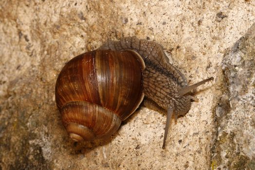 detail of a snail - Helix pomatia - on the stone wall