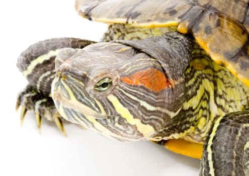 head and face of a turtle - Pseudemys scripta elegans - close up