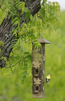 Yellow Bird sitting on a Feeder with Green Trees and Branch