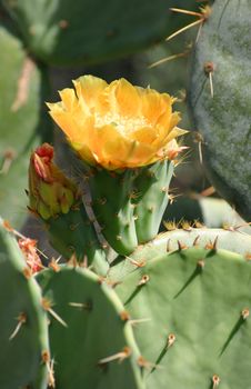 Green and Yellow Cactus Flower close up in the Desert