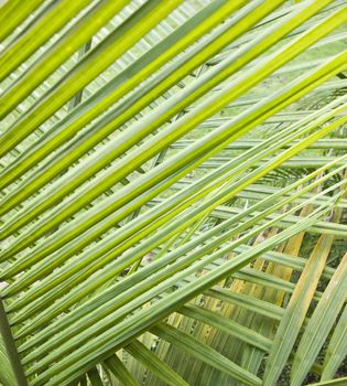 Close up shot of PalmTrees