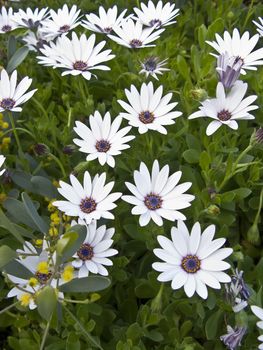 Colorful Daisies during Spring close up horizontal