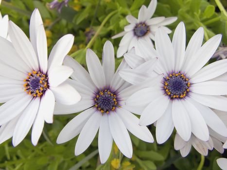 Daisies in a Row Horizontal orientation