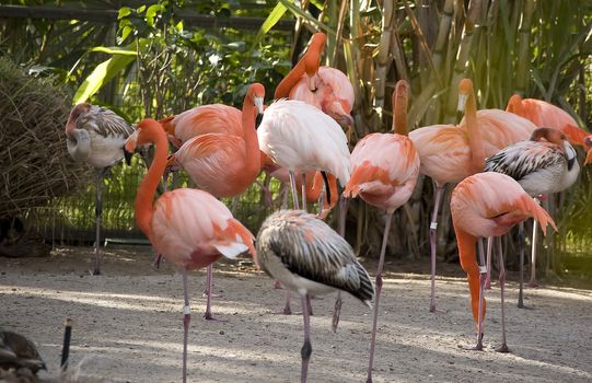 Pink Flamingos strutting around in an enclosure at the Zoo